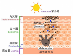 馥艾诺薇美白大作战，精准认知，